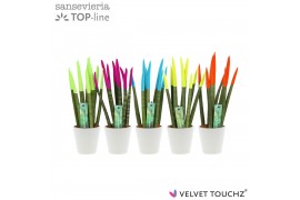Sansevieria cylindrica velvet touchz® mix Ibiza in keramiek rotterdam