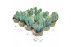 Cactus myrtillocactus geometrizans in potcover 