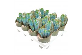 Cactus myrtillocactus geometrizans in potcover