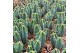 Cactus myrtillocactus geometrizans in potcover 