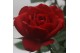Rosa hot jewel rood +  bijsteker valentijn 