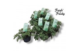 Pelargonium welrieke mix Pel. Fresh&Fruity® Mint Fresh