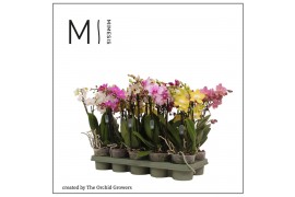 Phalaenopsis multiflora mix 4 tak mimesis