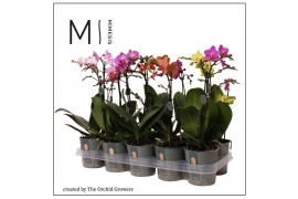 Phalaenopsis multiflora mix 2 tak mimesis