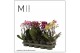 Phalaenopsis multiflora mix 2 tak mimesis 