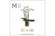 Phalaenopsis multiflora wit 4 tak mimesis 