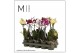 Phalaenopsis multiflora mix 1 tak mimesis 