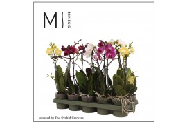 Phalaenopsis multiflora mix 1 tak mimesis