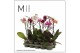 Phalaenopsis multiflora mix Phal. Mix - 1 spike 12cm,11 bl.,1 tak/plnt 