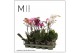Phalaenopsis multiflora mix Phal. Mix - 1 spike 12cm,11 bl.,1 tak/plnt 