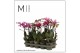 Phalaenopsis multiflora mix 2 tak mimesis st.2 