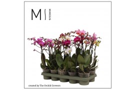 Phalaenopsis multiflora mix 2 tak mimesis st.2