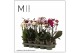 Phalaenopsis multiflora mix 2 tak mimesis rauw 