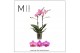 Phalaenopsis multiflora roze 2 tak Dark Pink mimesis 