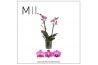 Phalaenopsis multiflora roze Mimesis Phal. Multi Dark Pink - 2 spike 1