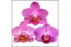 Phalaenopsis multiflora roze Mimesis Phal. Multi Dark Pink - 2 spike 1 
