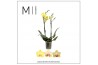 Phalaenopsis multiflora geel 2 tak mimesis