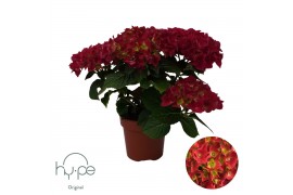 Hydrangea macr. Mophead Red 5+ | Hy-pe