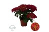 Hydrangea macr. Mophead Red 5+ | Hy-pe