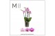 Phalaenopsis multiflora roze Mimesis Phal. Multi Pink - 4 spike 12cm 