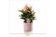 Anthurium lilli Bari Keramiek Pink - Lilli 12cm 