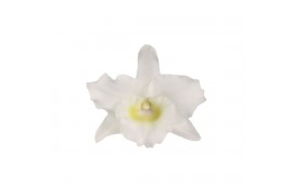 Dendrobium nobile spring dream star class apollon Wild 4 - 5 tak