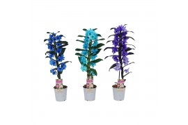 Dendrobium star class apollon kleurbehandeld 1 tak colour blue/purple/