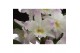 Dendrobium nobile star class lilac kumiko 2 tak classic in linge mix 
