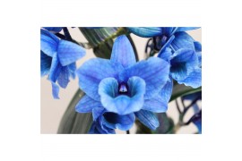 Dendrobium star class apollon kleurbehandeld 1 tak colour blue (inject
