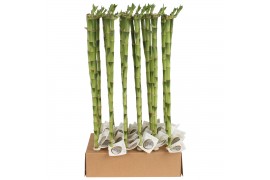 Dracaena lucky bamboo recht 60 cm Stem Straight 60cm in Tube & Karton 