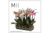 Phalaenopsis mix 3 tak mimesis