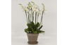 Phalaenopsis mega wit 8 tak in megane grijs pot + schotel