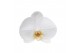 Phalaenopsis white bigflower 3 tak mimesis 