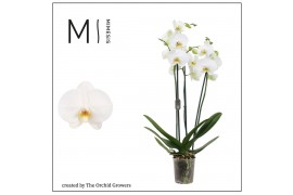 Phalaenopsis white bigflower 3 tak mimesis