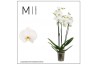 Phalaenopsis white bigflower 3 tak mimesis