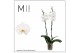 Phalaenopsis wit 2 tak white bigflower mimesis 