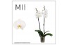 Phalaenopsis wit 2 tak white bigflower mimesis