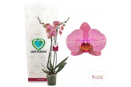 Phalaenopsis jupiter 2 tak 65cm - less plastic