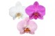 Phalaenopsis mix 2 tak white/purple/pink mix mimesis 