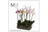 Phalaenopsis mix 1 tak mimesis