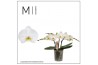 Phalaenopsis spirit white 3 tak mimesis