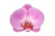 Phalaenopsis spirit pink 1 tak mimesis 