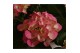 Hydrangea macr. hi river Hydrangea macr. 27cm Roze hangplant 20+ Bloem 