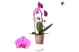 Phalaenopsis elegant cascade 1 tak niagara fall violet kolibri orchids