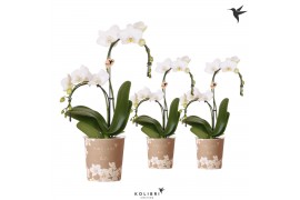 Phalaenopsis elegant cascade 2 tak plitvice fall white kolibri orchids