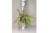 Cactus hangplant Aporocactus malisonii
