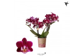 Phalaenopsis multiflora roze 2 tak bonaire kolibri orchids
