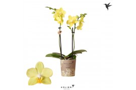 Phalaenopsis multiflora geel 2 tak la paz kolibri orchids