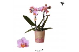 Phalaenopsis multiflora roze 2 tak pink blossom kolibri orchids