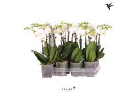 Phalaenopsis multiflora wit 2 tak white kolibri orchids